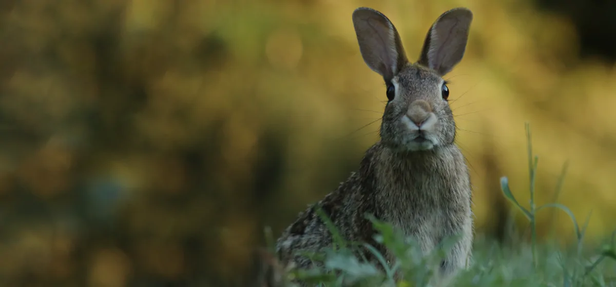 a rabbit in a field
