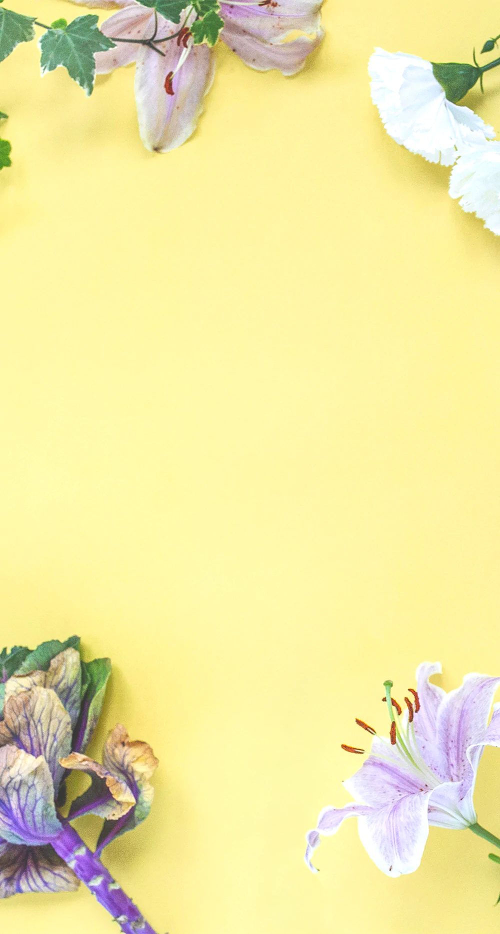 pack of natracare pads on a yellow background with plants