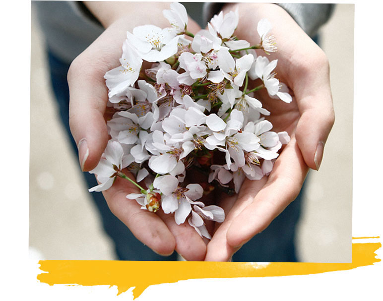 Flowers in cupped hands