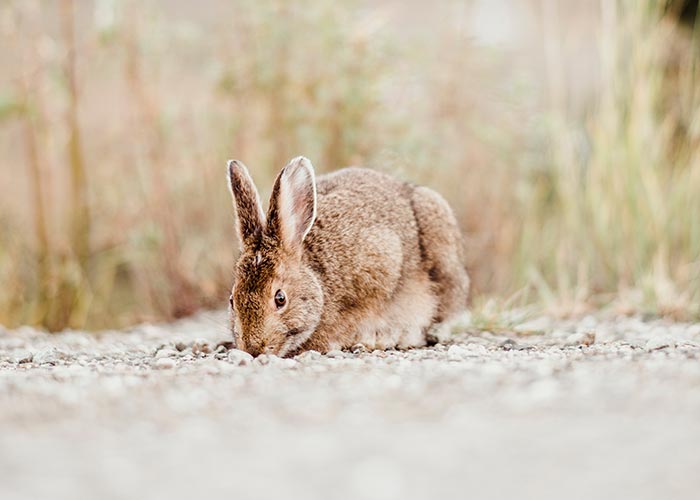 cute rabbit in the wild