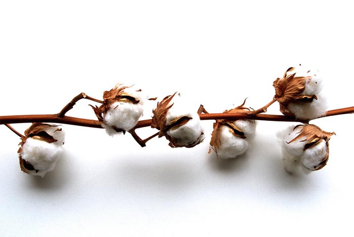 cotton branch