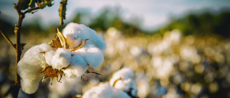 cotton in a field