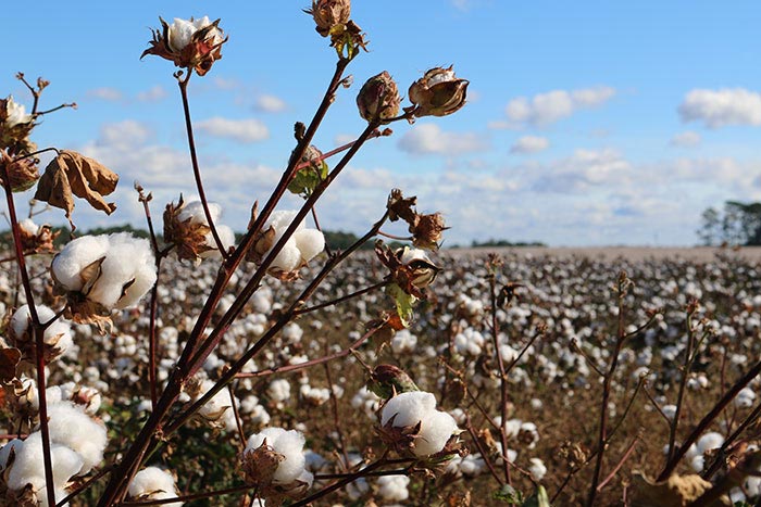 organic cotton plants