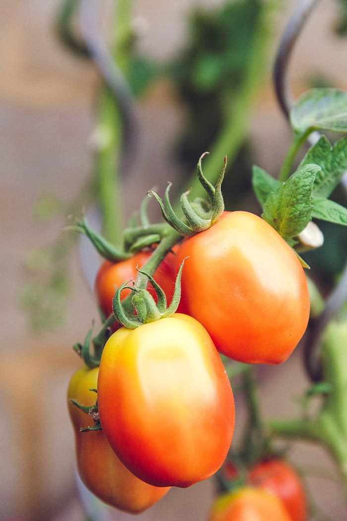 home grown organic tomatoes