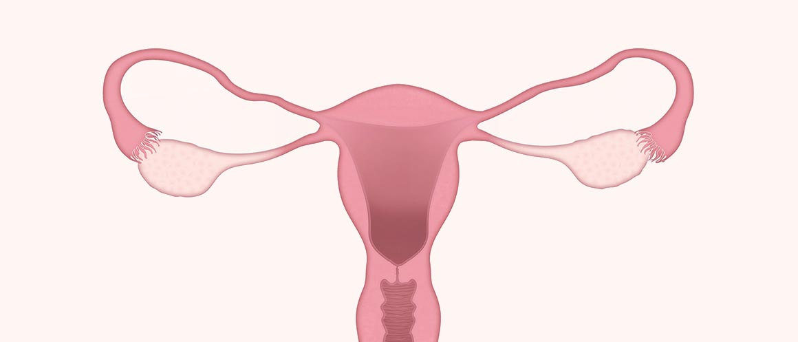 ovary uterus illustration