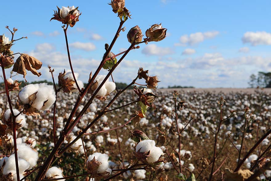 cotton growing in a field