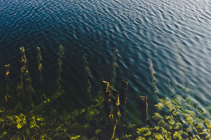 seaweed in the sea