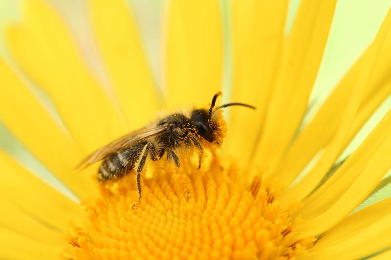 - Biene auf Blume