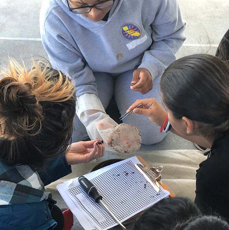 5 gyres participants evaluating organisms