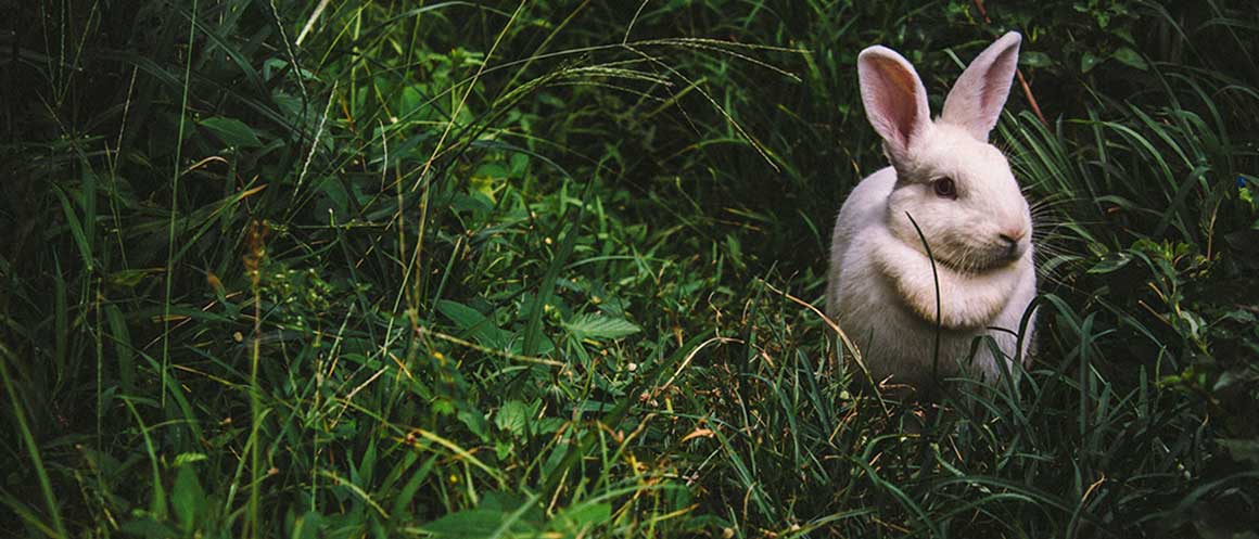 Hase in der Natur