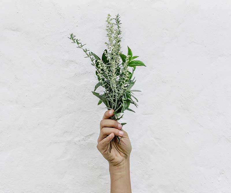 organic botanicals in hand