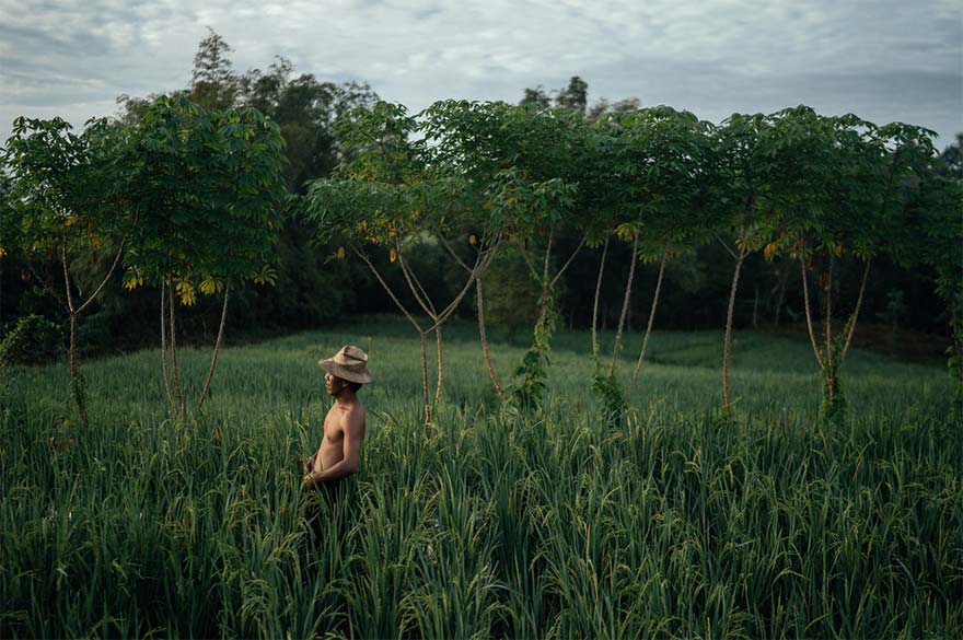 farmer standing among green crops