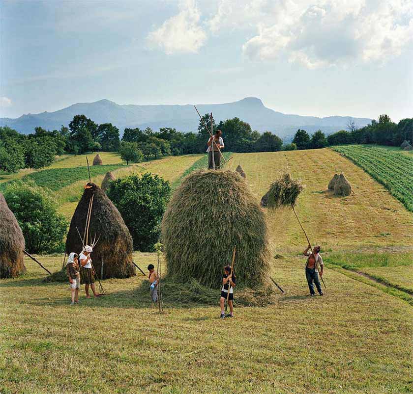 boeren die op en rond een hooiberg van luzerne staan