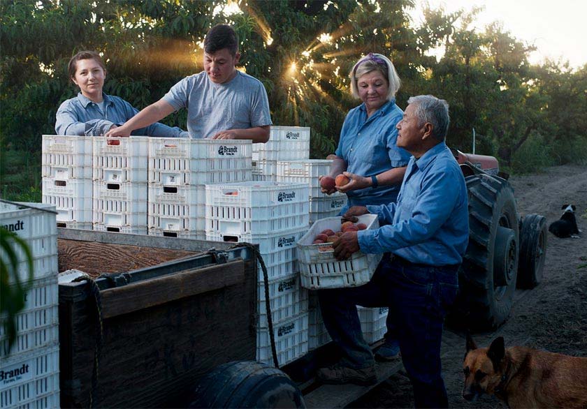 perzikboeren laden een vrachtwagen waar boerderijhond op staat 