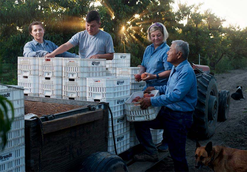 peach farmers loading truck with farm dog