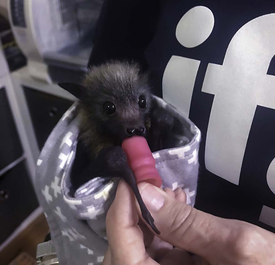 flying fox with pacifier