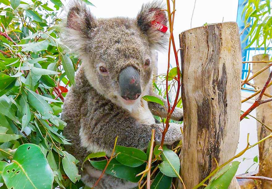 Koala in brennendem Wald