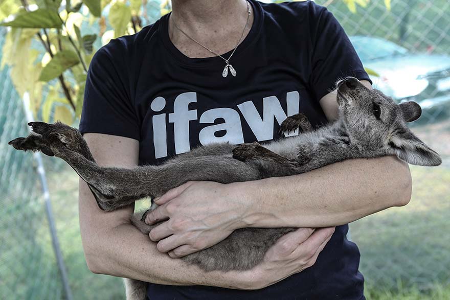 Ifaw Mitarbeiter hält ein Känguru auf dem Arm