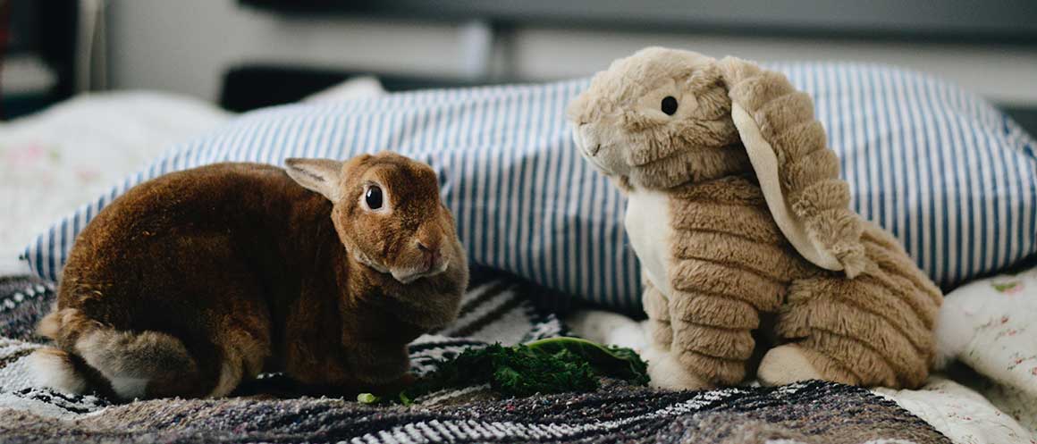 real bunny and plush buny on bed