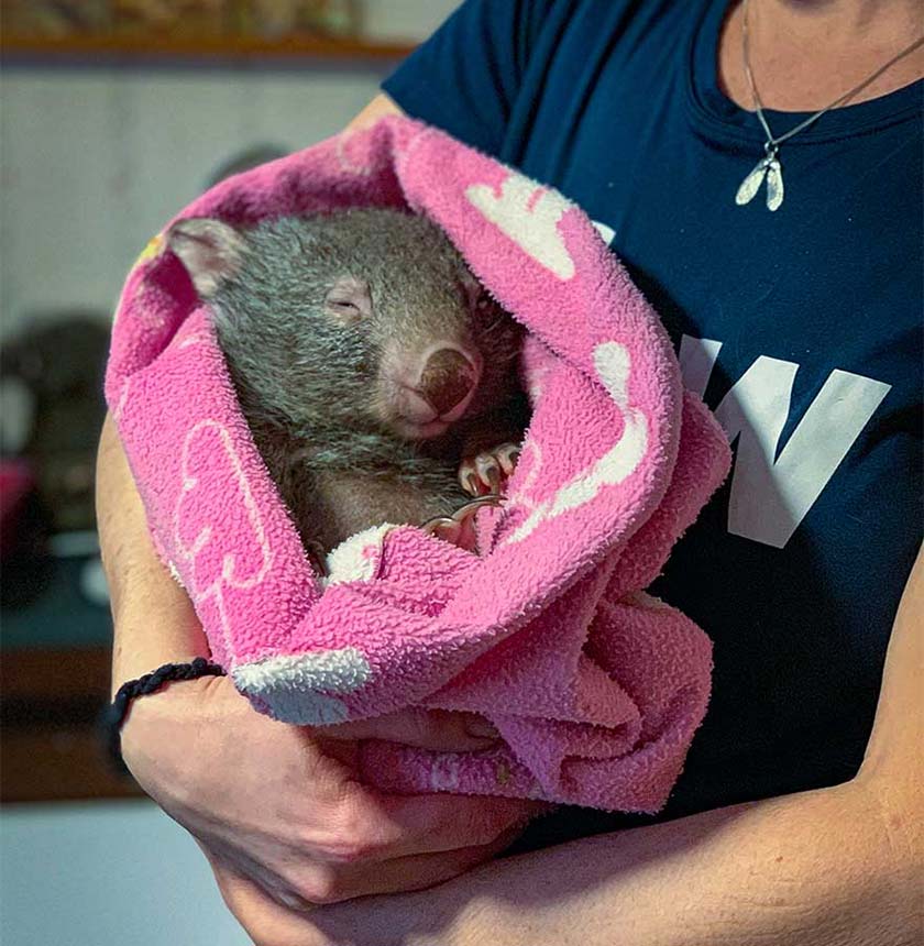 young wombat being held in pink blanket