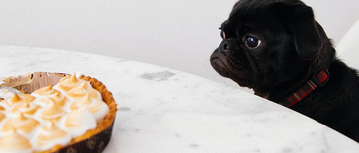 dog sat on chair looking at pie