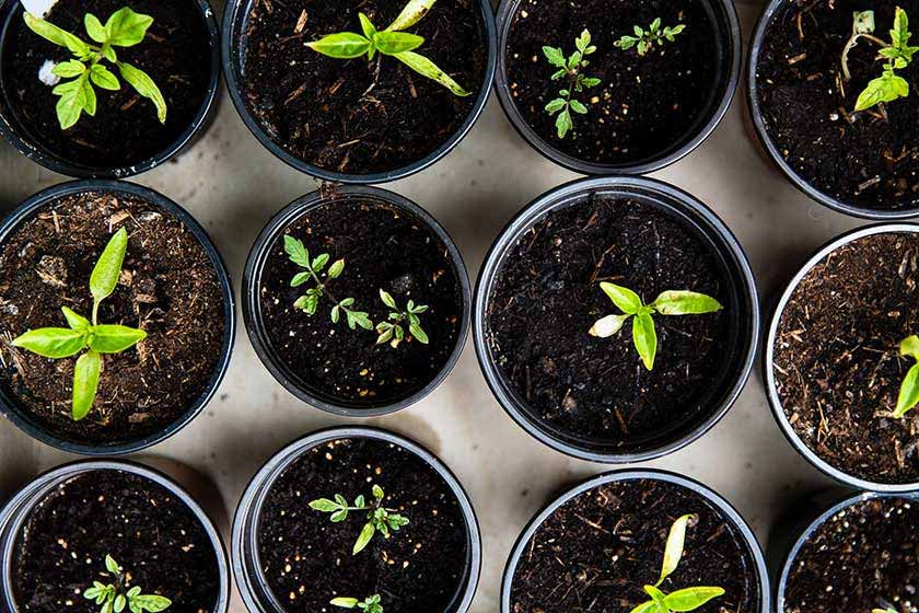 Small seedlings growing in pots