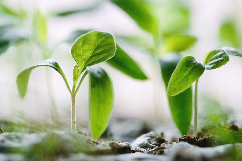 Small seedlings growing