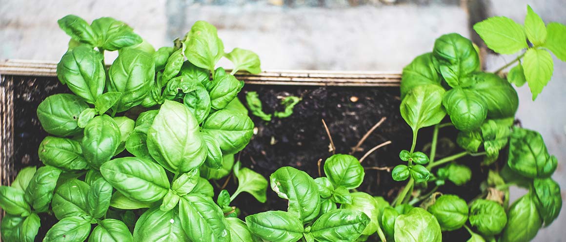 growing basil in soil