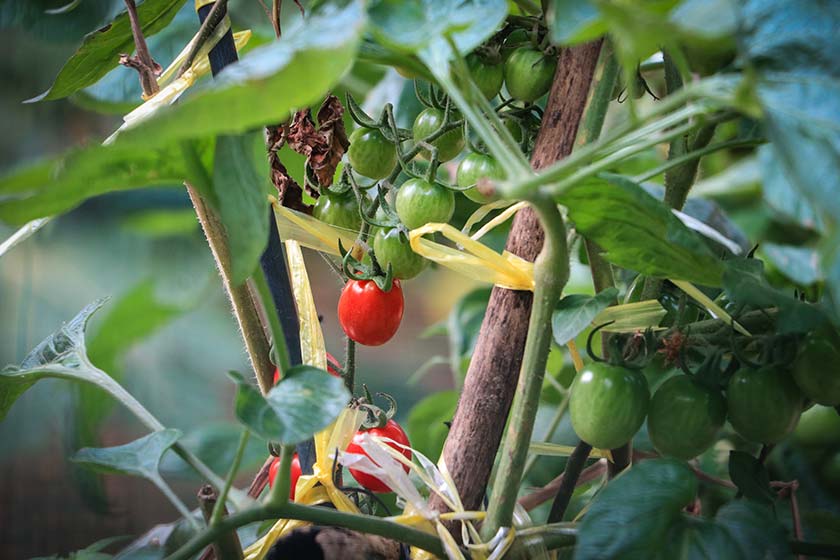 home grown tomatoes