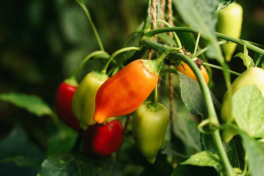 home grown chillies