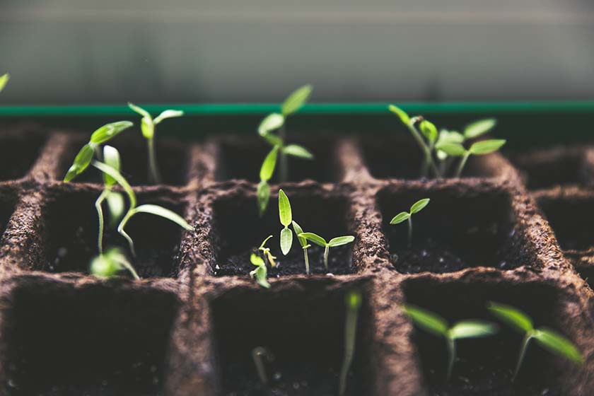 seedlings sprouting 