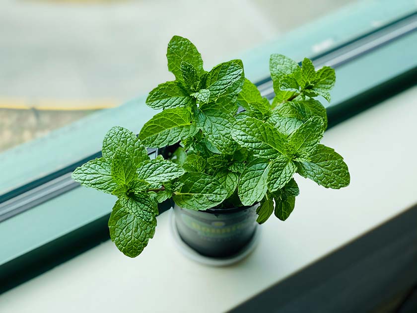 mint growing on the windowsill