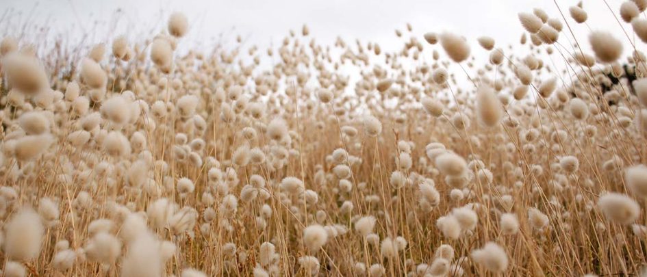 cotton field