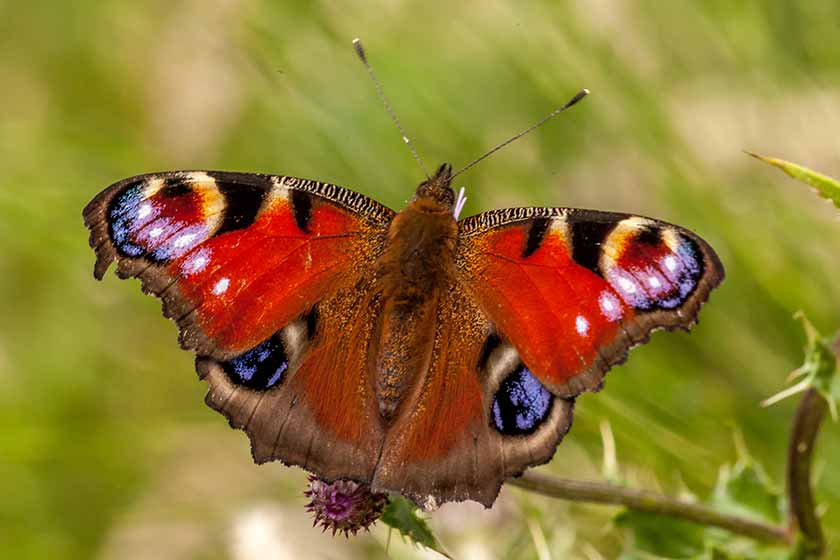 mariposa roja en una rama