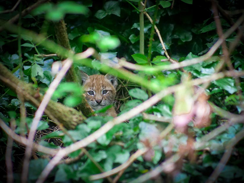 lynx kitten at the wild place project in bristol