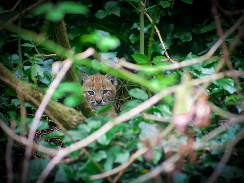 Luchs Baby im Bear Wood Project in Bristol