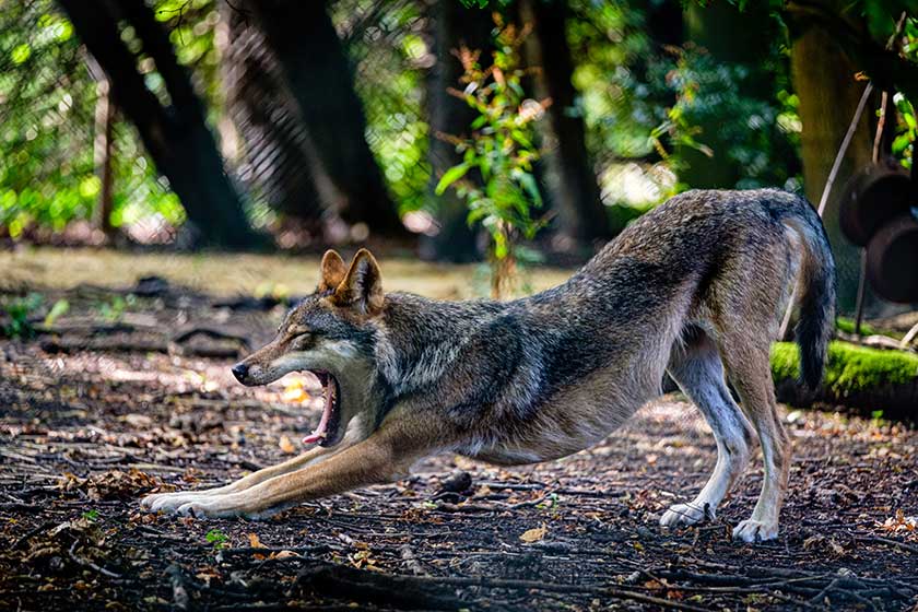 Wolf streckt sich im Bear Wood Project