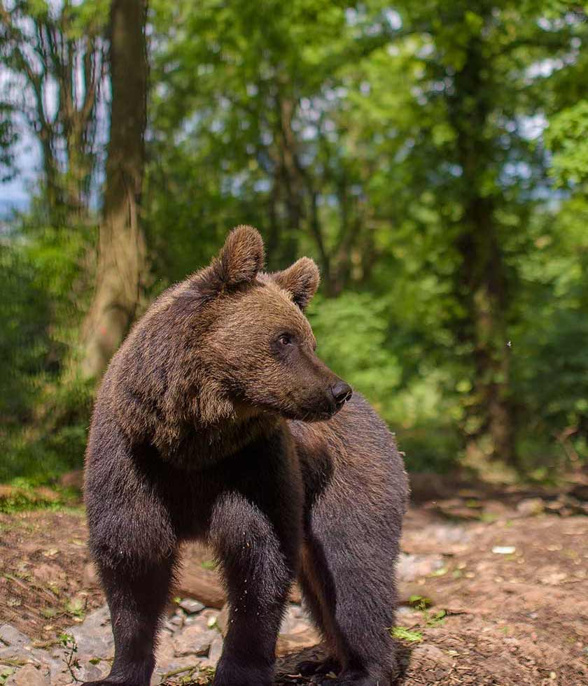 Un oso del Wild Place Project en Bristol