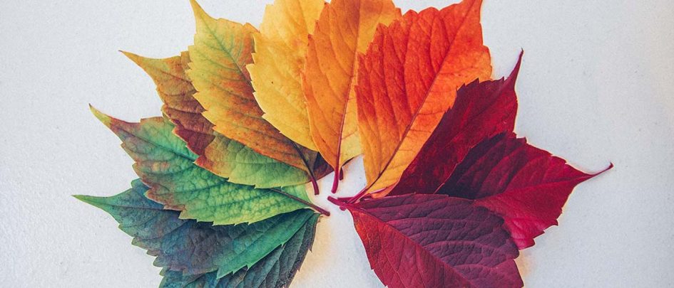 multi coloured leaves arranged as a rainbow