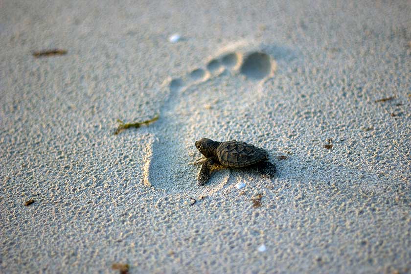 Bébé tortue sur une empreinte de sable