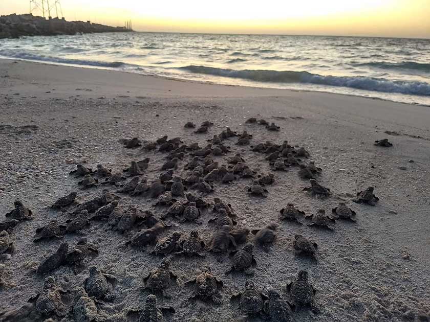 Remise à l'eau de tortues sur la plage au coucher du soleil