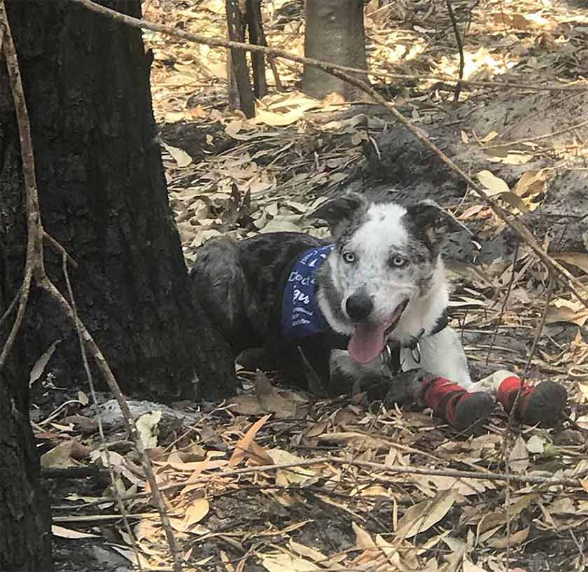 El perro Bear tendido y señalando donde hay coalas vivos