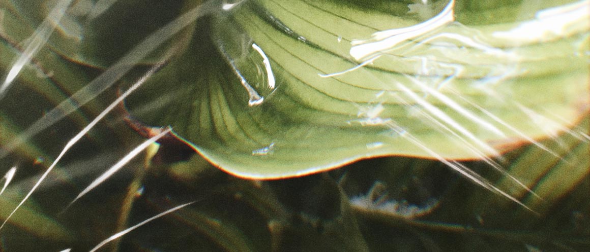 leaf covered in plastic wrap