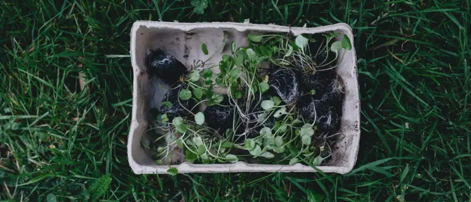 Small compost heap in grass