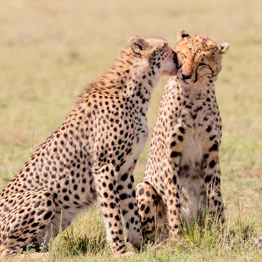 Two cheetahs cuddling