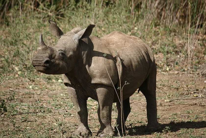 Baby rhino