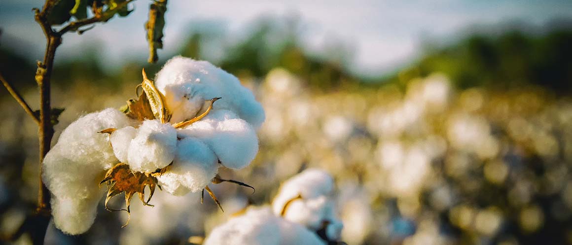 algodón creciendo en un campo